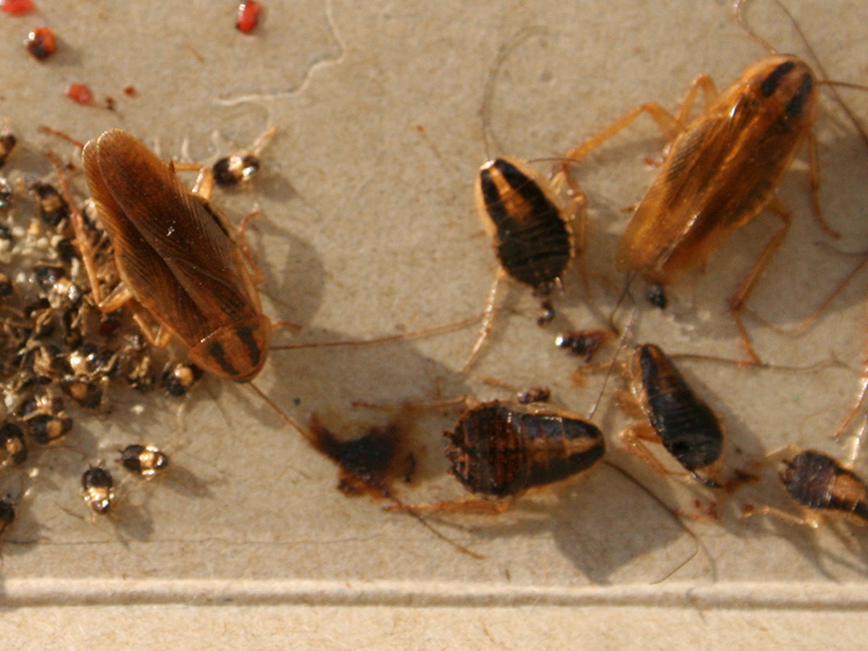 adult roaches, nymphs, and egg case