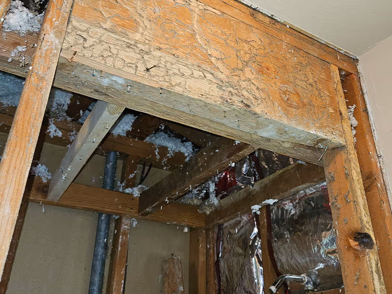 wall destroyed by termites