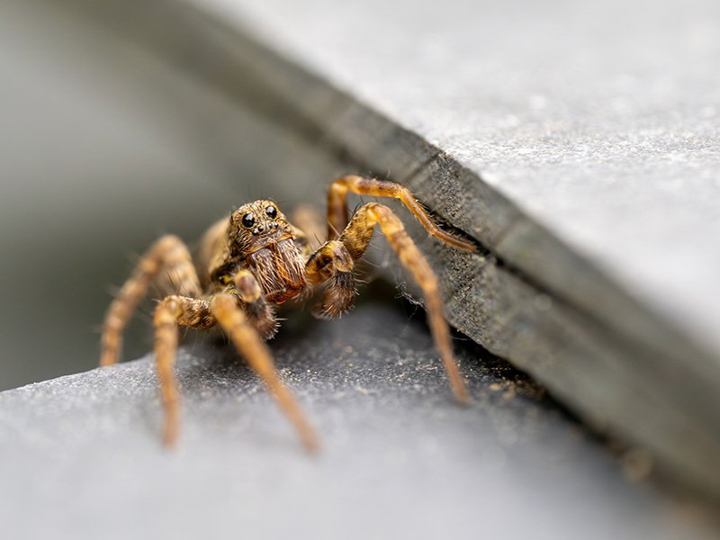 wolf spider often mistaken for hobo spider