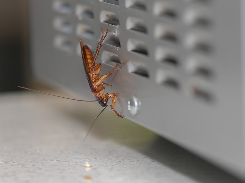 cockroach on microwave vent