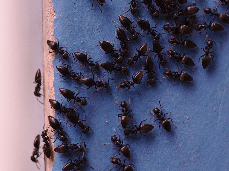 little black ants on wood