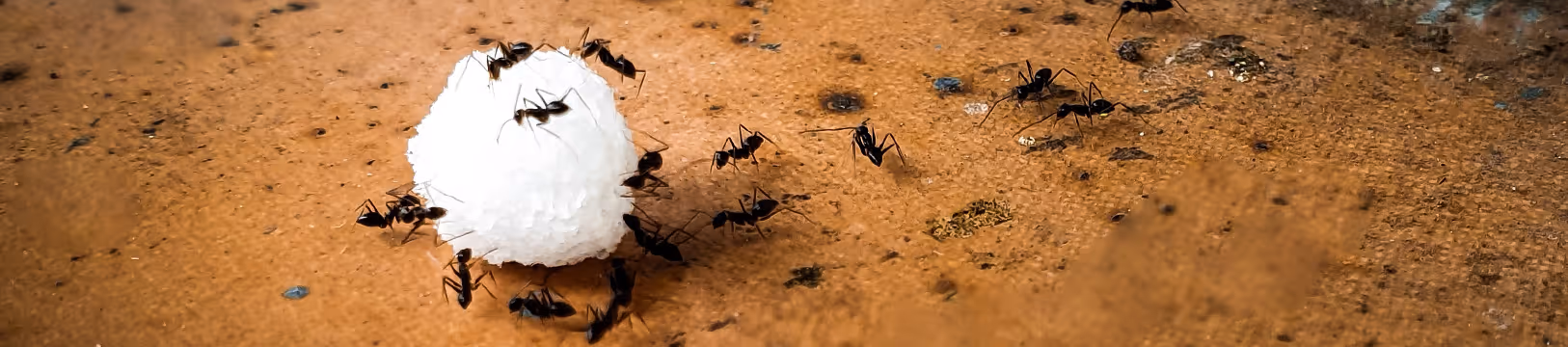 little black ants on sugar