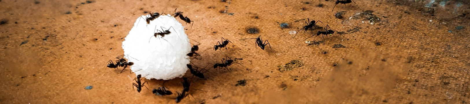 little black ants on sugar