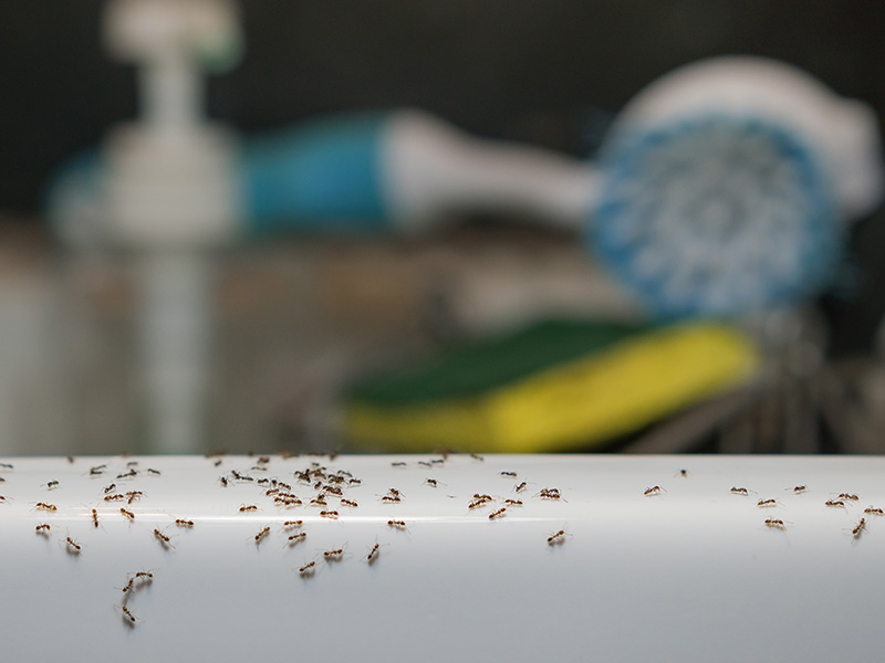 ants crawling on kitchen sink in sacramento home