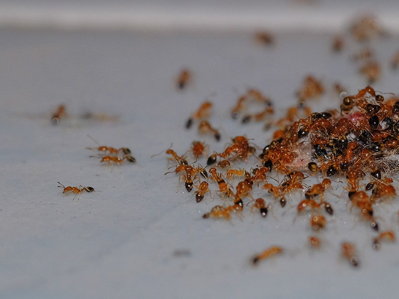 aregentine ants piled together