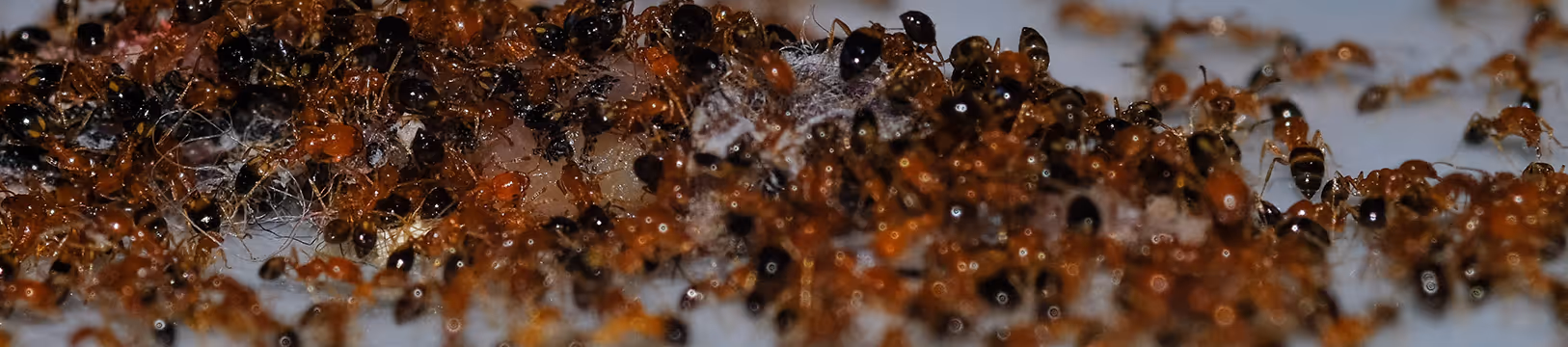 a bunch of argentine ants on counter