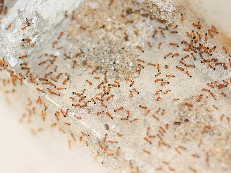 ants on granite countertop