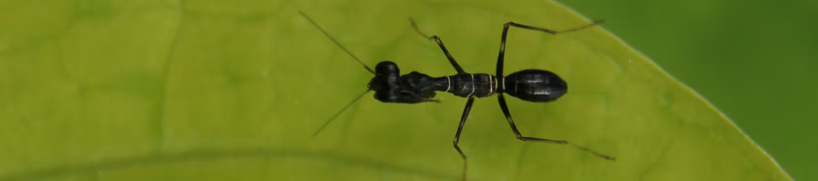 one crazy ant on a leaf