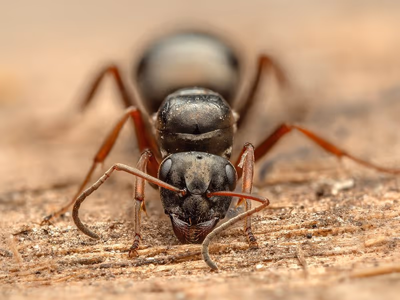 carpenter ant eating wood