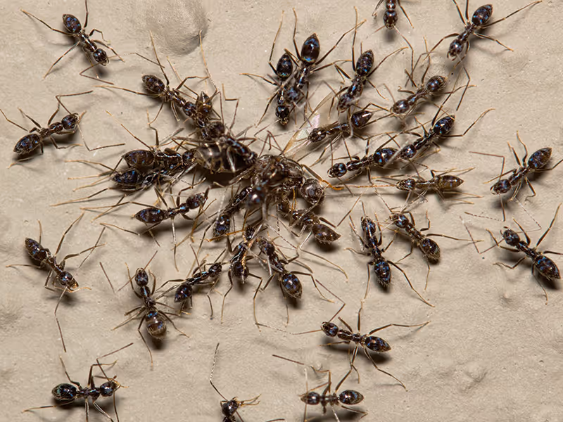 crazy ants on a white floor