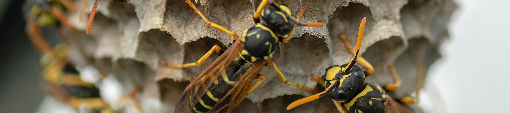 paper wasp building a nest