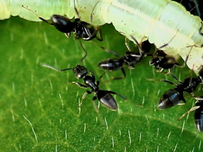 white-footed ants on a leaf