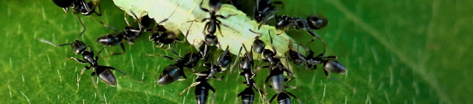 white-footed ants eating a leaf