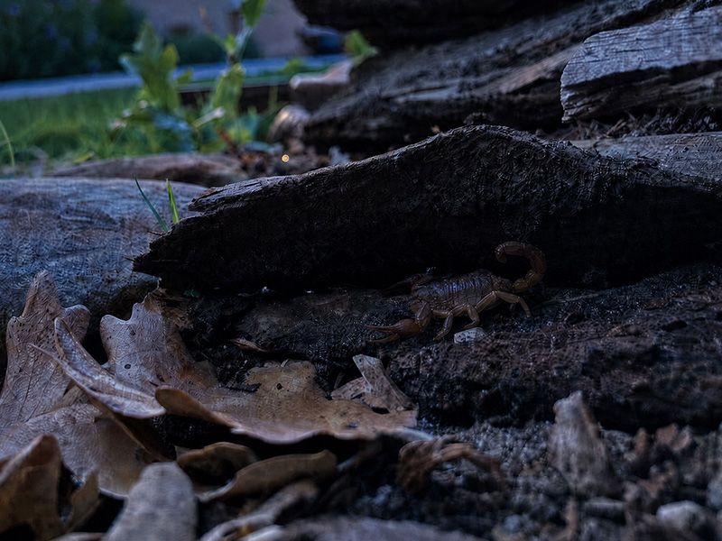 scorpion under tree bark