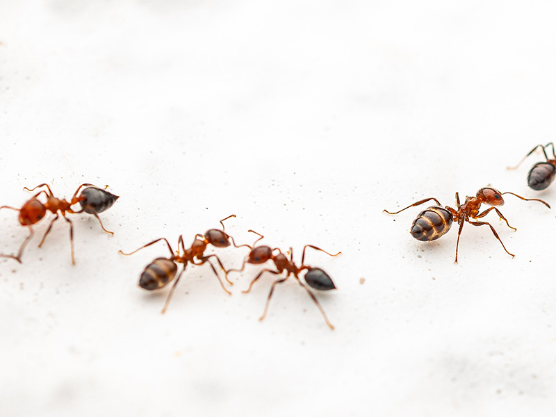 ants on a white countertop