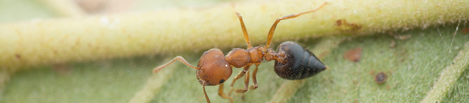 ant on a leaf