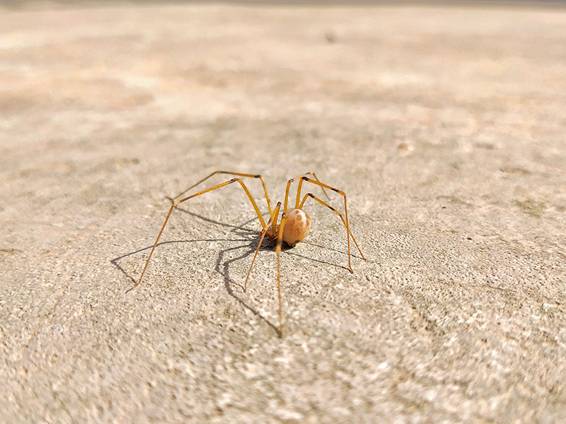 harvestmen spider on sidewalk