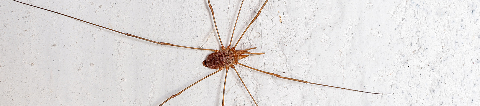 harvestmen spider on wall