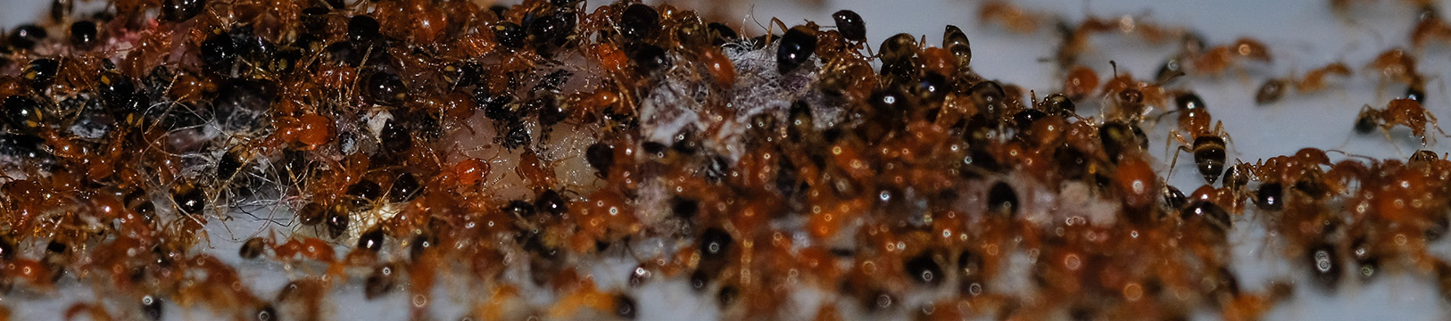 Ants on a kitchen counter
