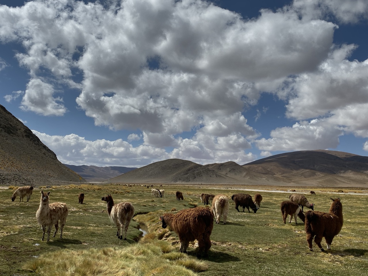 Paysage avec plusieurs guanaco