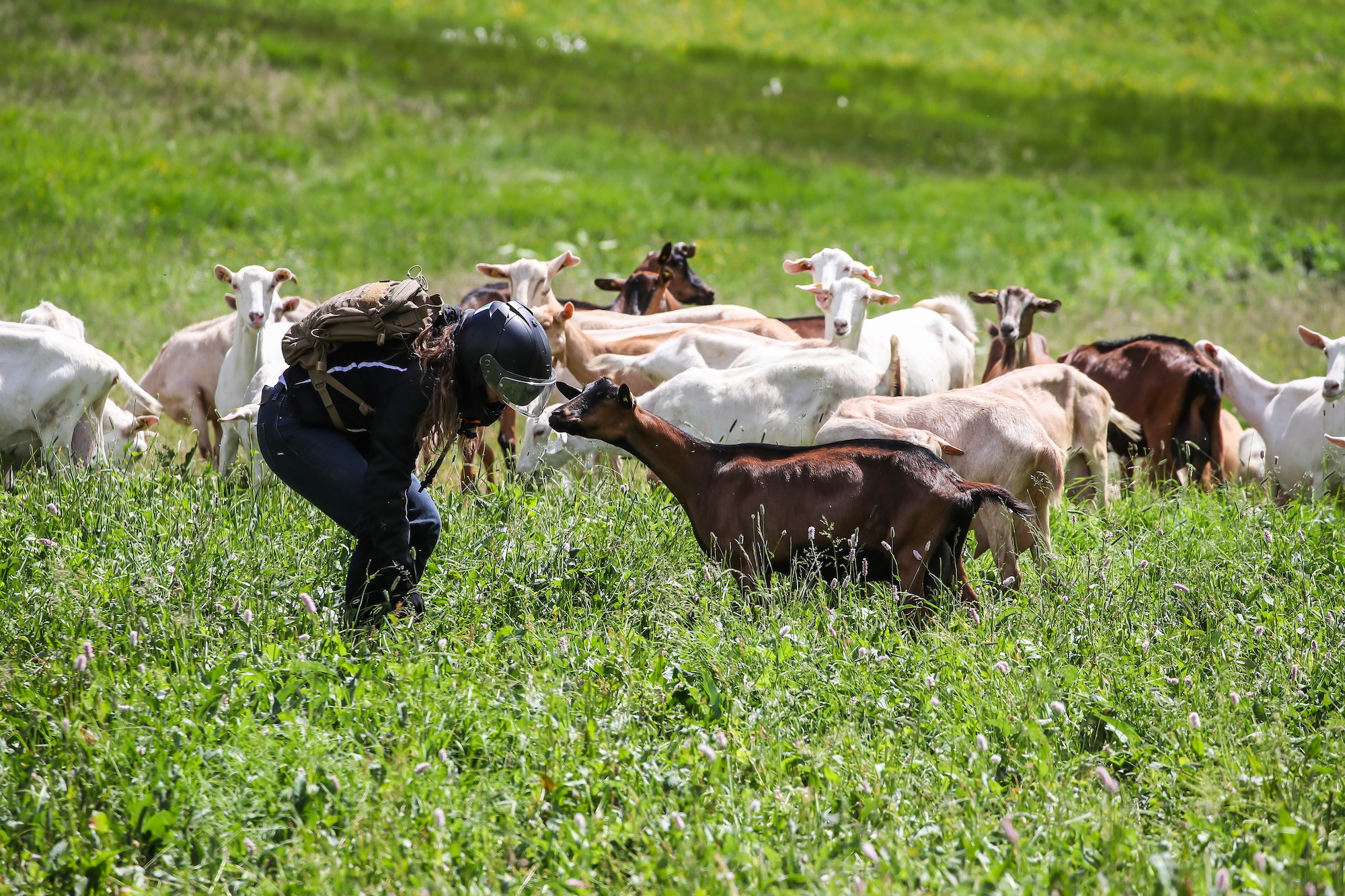 une motarde lors d'un raod trip en moto qui s'approche des chèvres