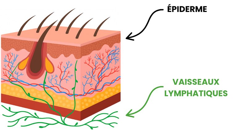 Améliorer la qualité de la peau grâce au drainage lymphatique manuel