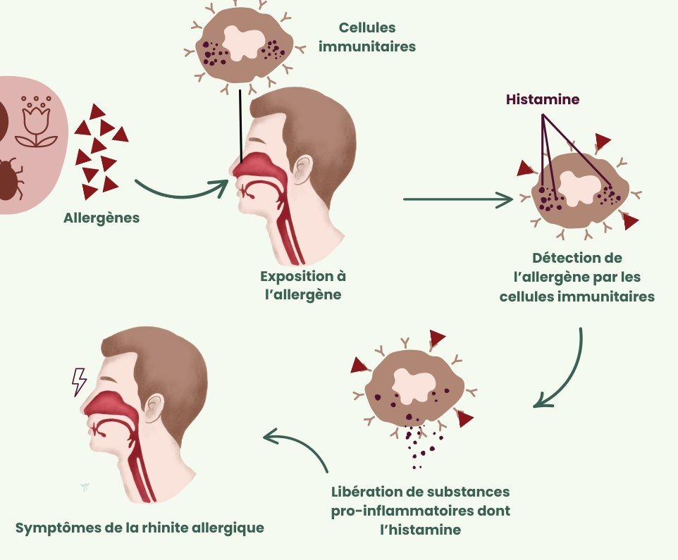 Schéma : exposition à l’allergène, détection par les cellules immunitaires, libération de substances pro-inflammatoires dont l’histamine, symptômes de la rhinite allergique