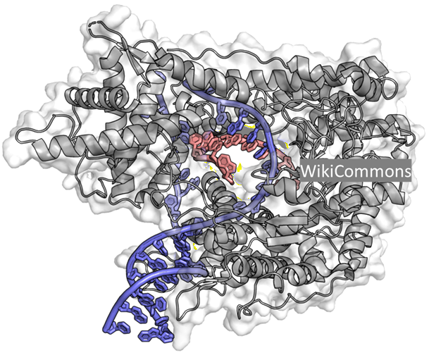 RNA pol synthesizing RNA