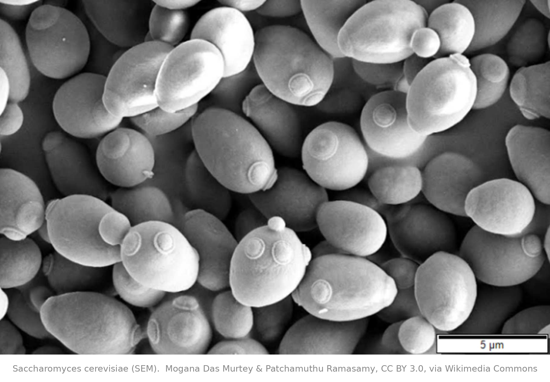 Yeast based mRNA synthesis platform