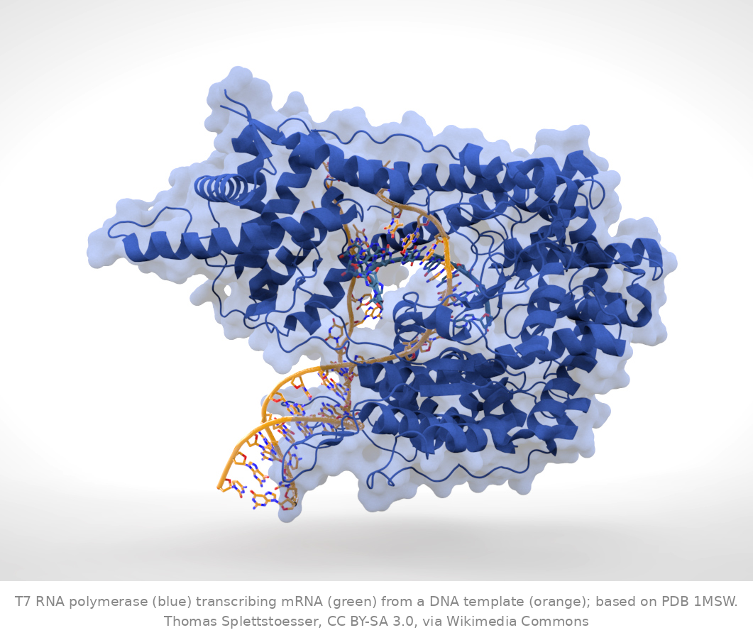 RNA pol synthesizing RNA