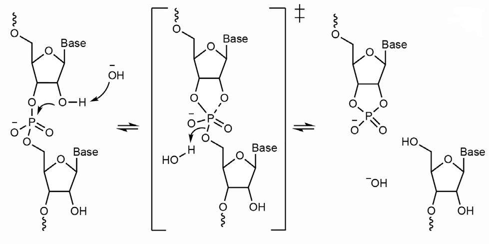 Reaction scheme showing in-line nucleophilic attack of the 2-prime oxygen on the RNA backbone phosphate