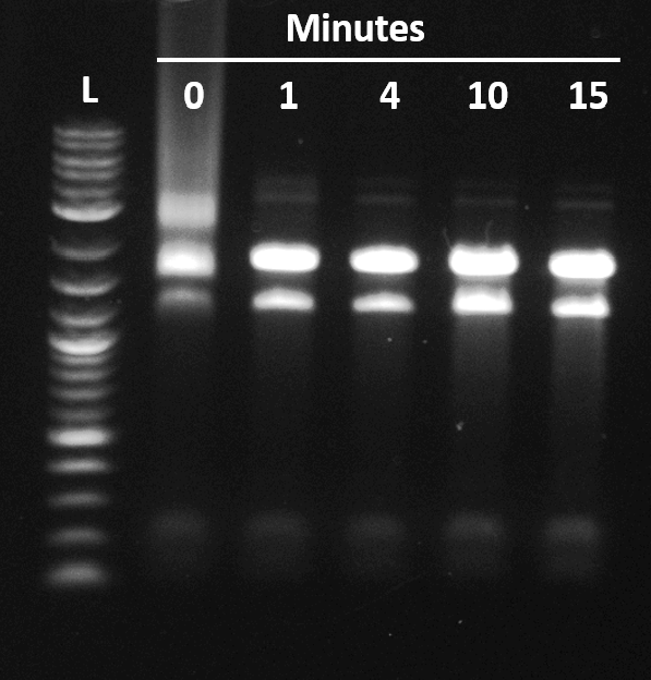 Agarose gel of yeast total RNA loaded without denaturation and after heating at 80 degrees Celsius for 1, 4, 10 and 15 minutes