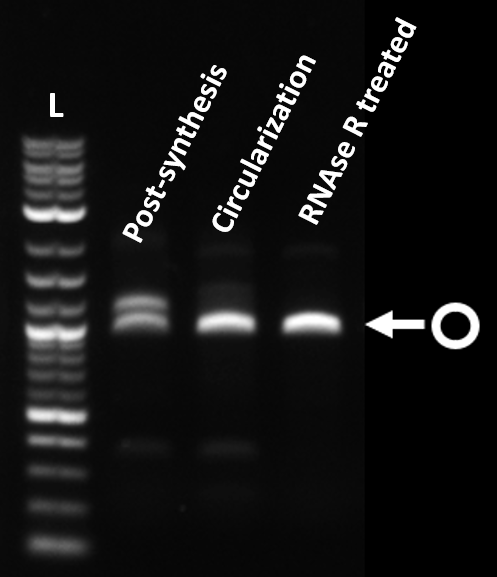 Agarose gel showing eGFP RNA after transcription, after circularization and after RNase R treatment