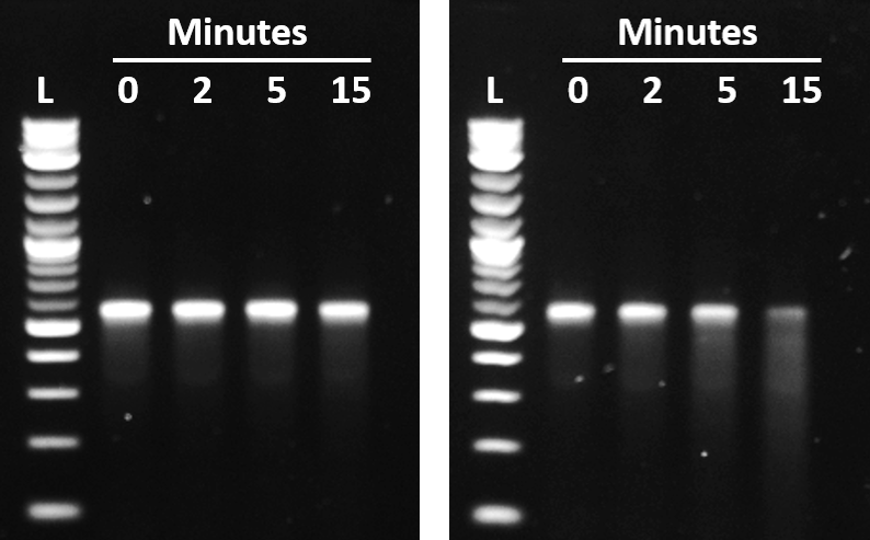 Agarose gel comparing eGFP RNA heated at 65 degrees Celsius in dilute TE versus in Tris buffer containing 10 millimolar magnesium chloride