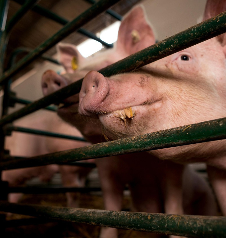 China Cuts Tariffs on European Pork Imports