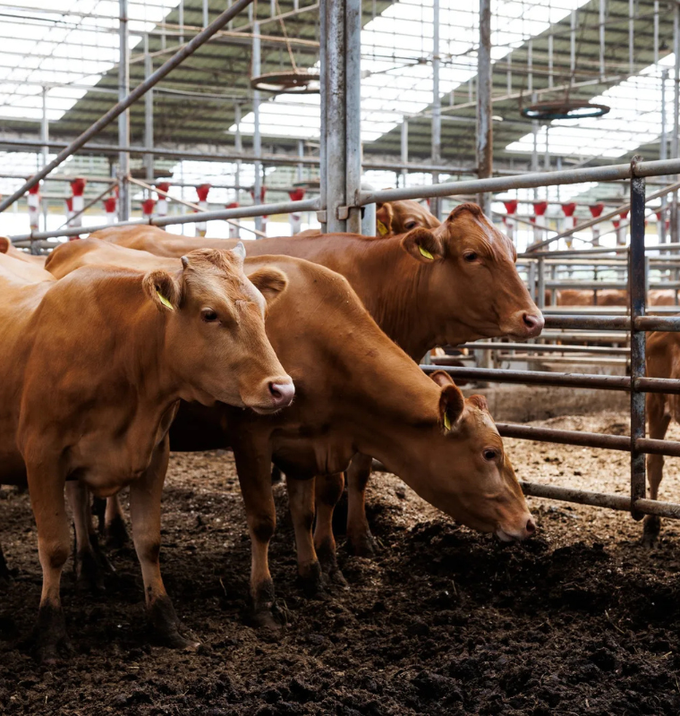 Beef Prices Hit Historic Highs Ahead of Summer as Supply Crunch Intensifies