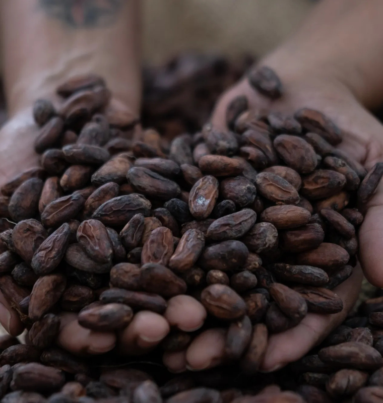 Barry Callebaut Cuts Profit Outlook as Cocoa Price Crash and Oversupply Shake Chocolate Industry