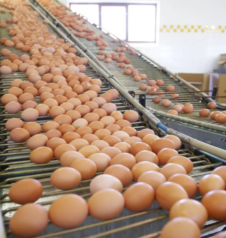 Egg Prices Crash as Supply Floods Market While Producers Face Growing Cost Pressure