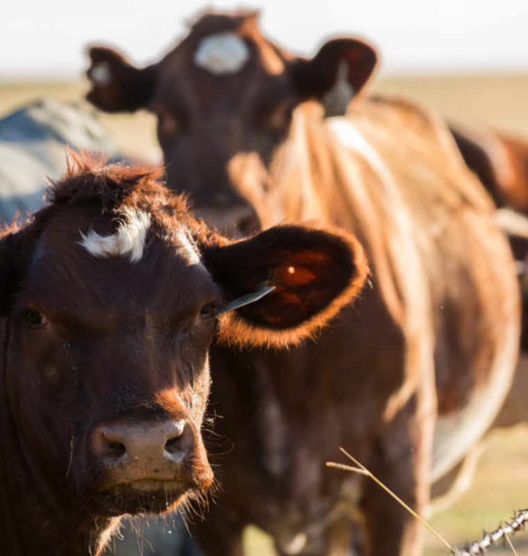 Second New World Screwworm Case Detected in Texas as Canada Tightens Livestock Import Rules