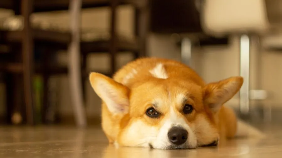 How Pets Affect Your AC Performance in Thousand Oaks