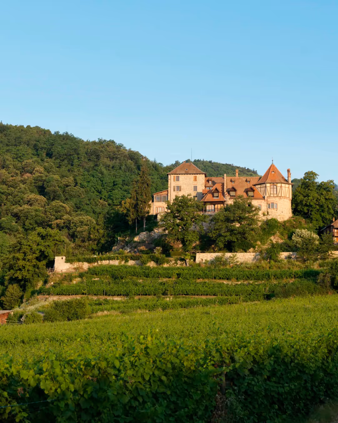 Vingård Gustave Lorentz