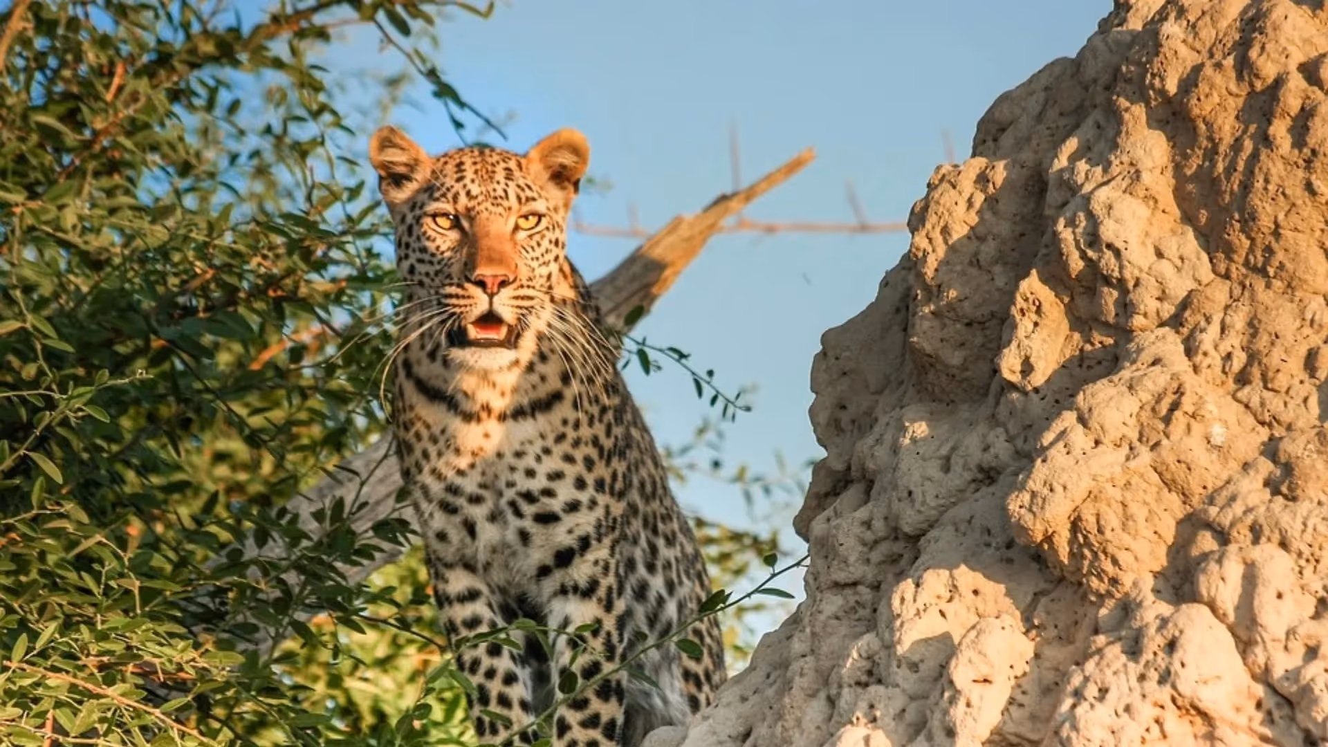 Safari durch Sambia und Botswana