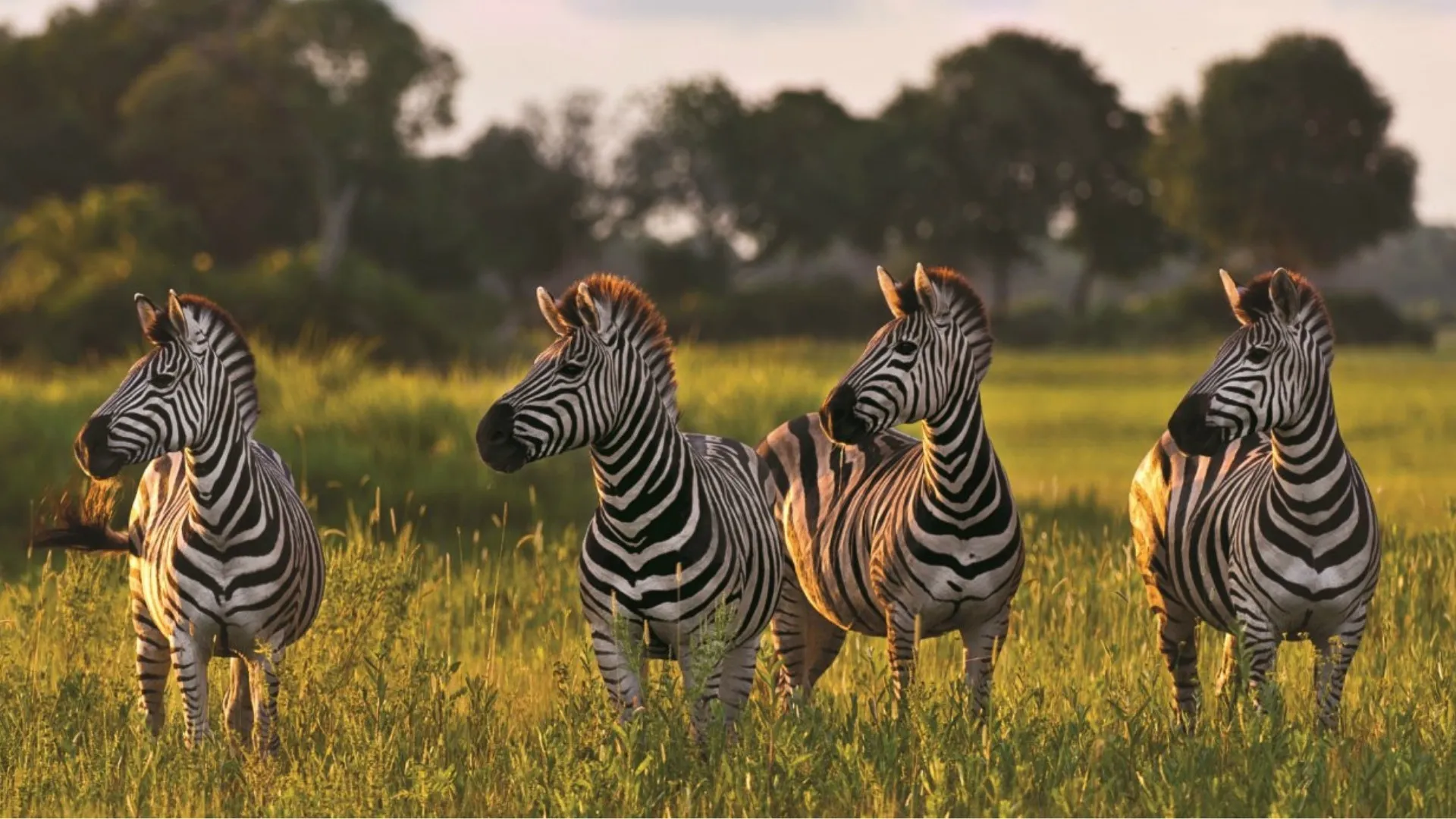 Safari durch Simbabwe und Botswana