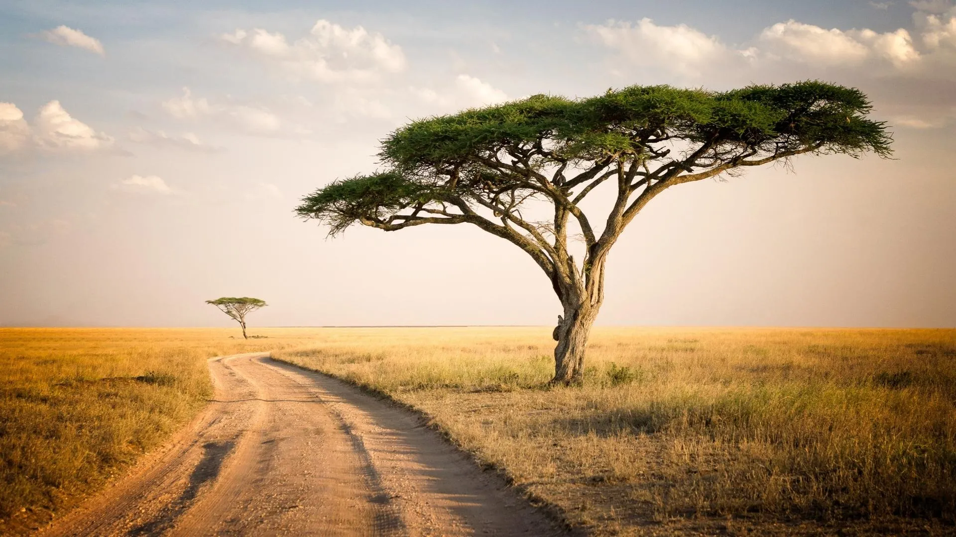 Safari in Tansania