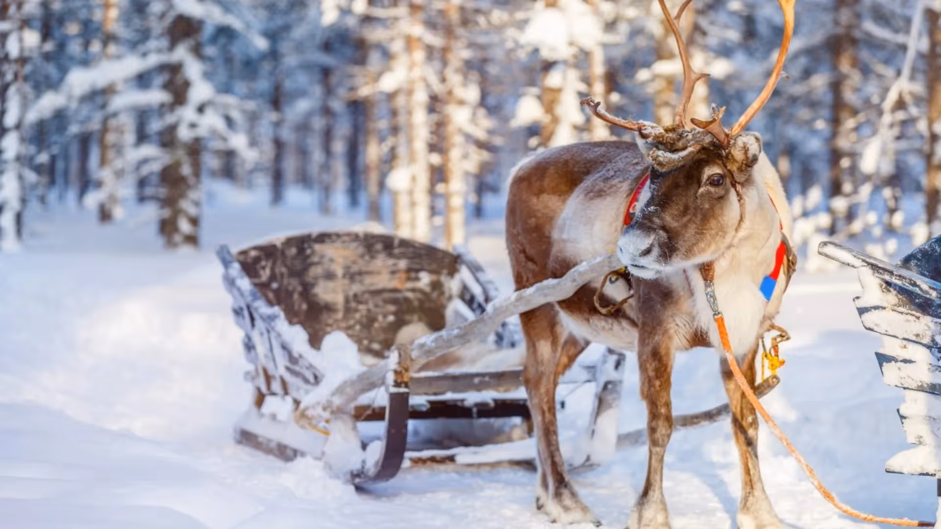 Winterreise durch Finnisch-Lappland