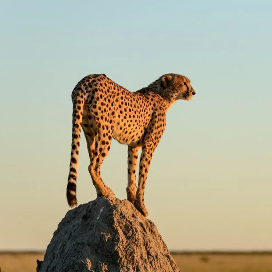 Simbabwe