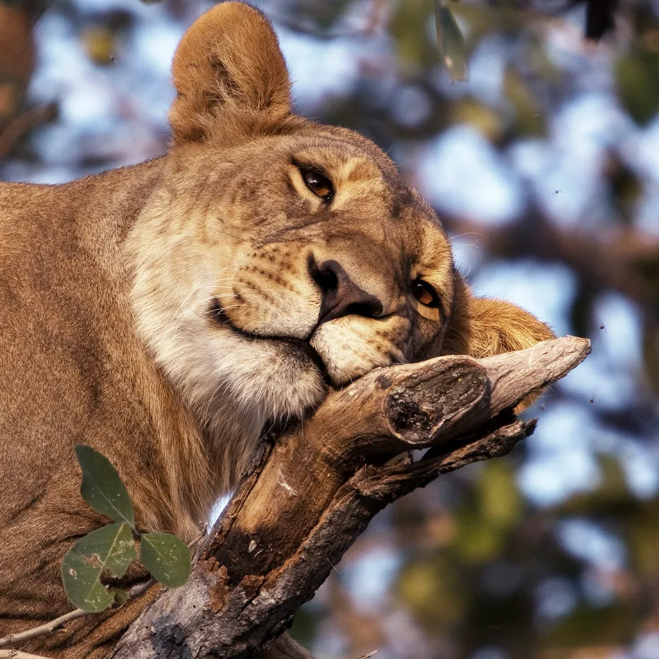 Botswana