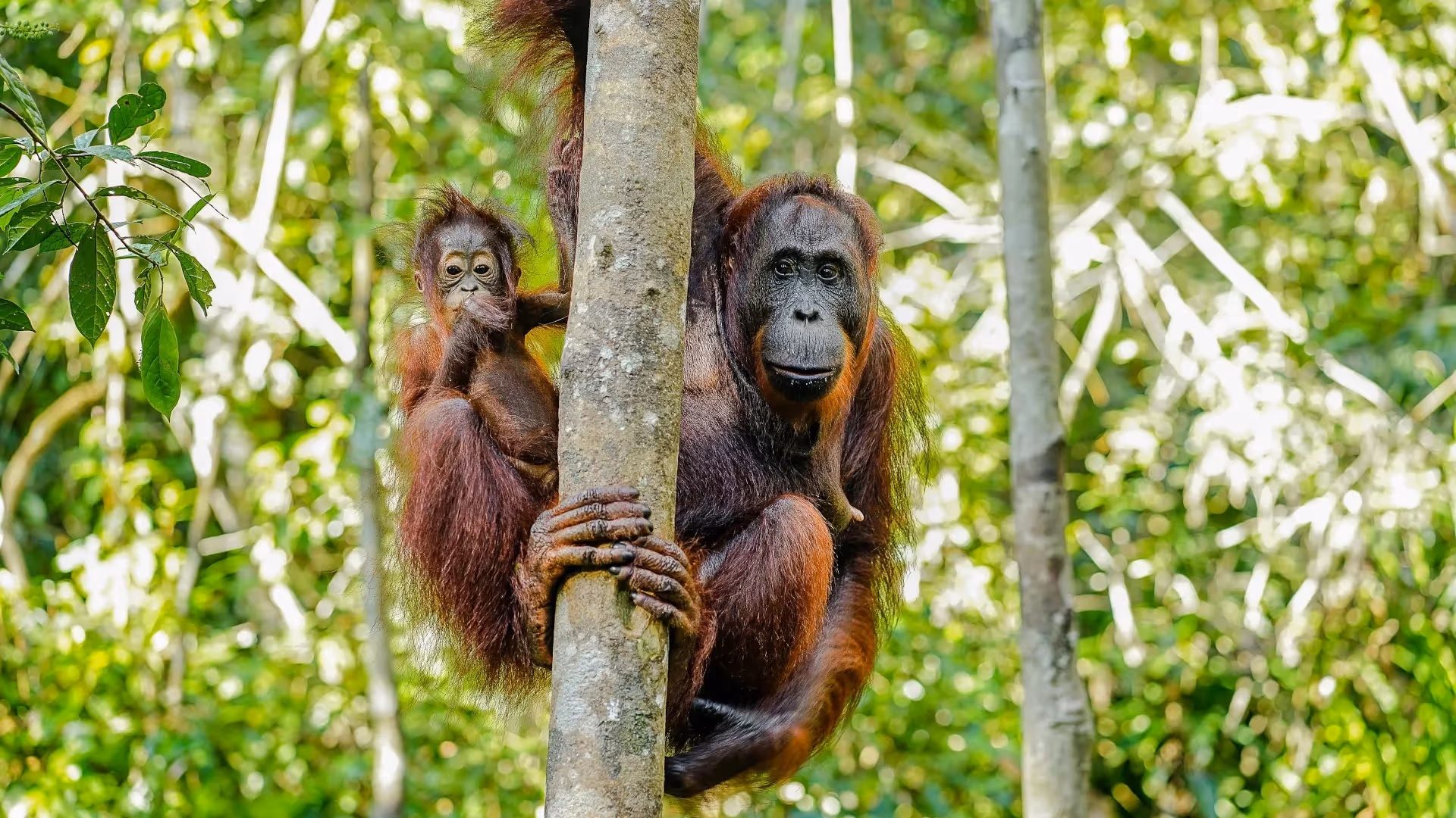 Rundreise durch Borneos Wildnis