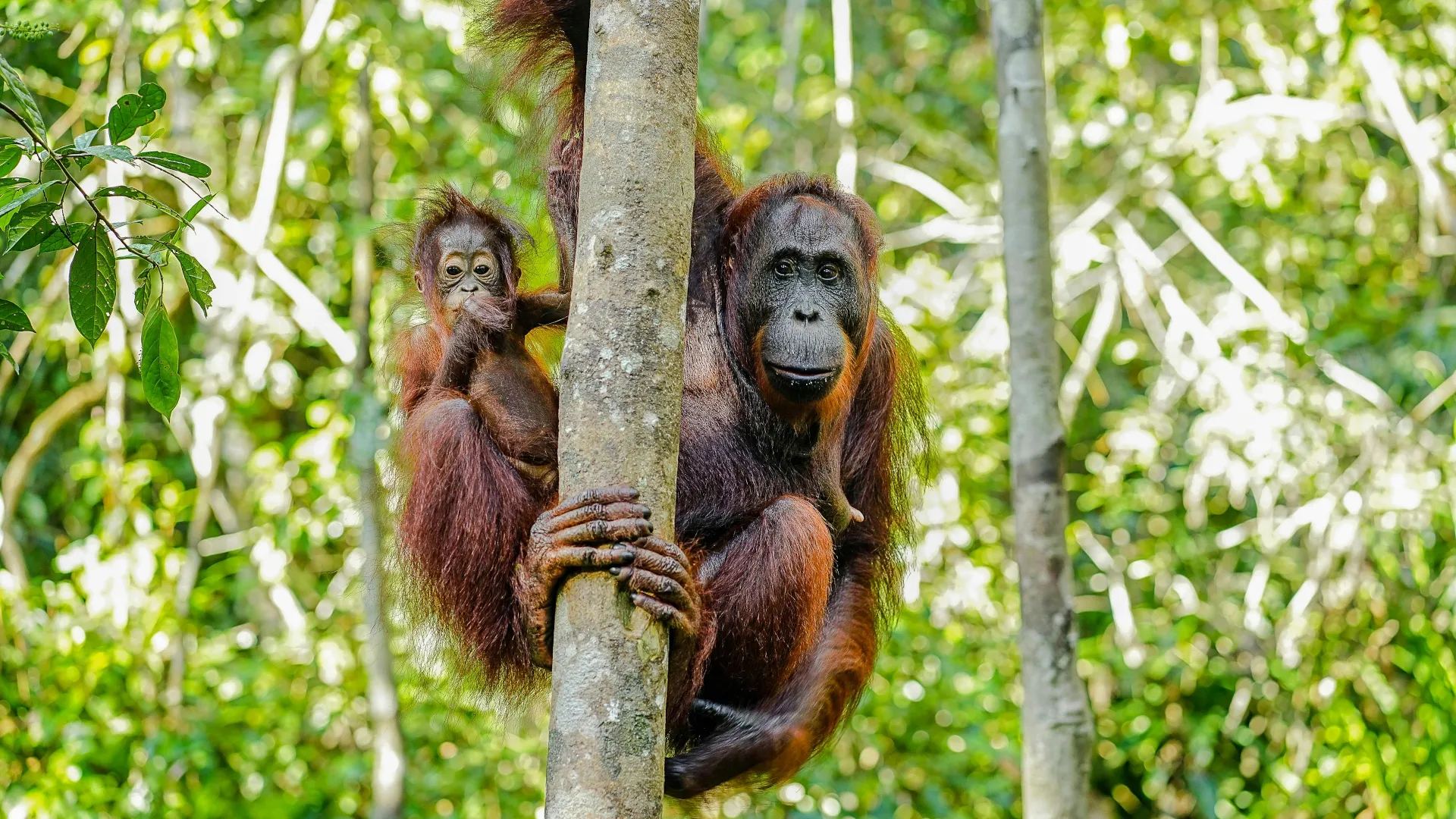 Rundreise durch Borneos Wildnis 