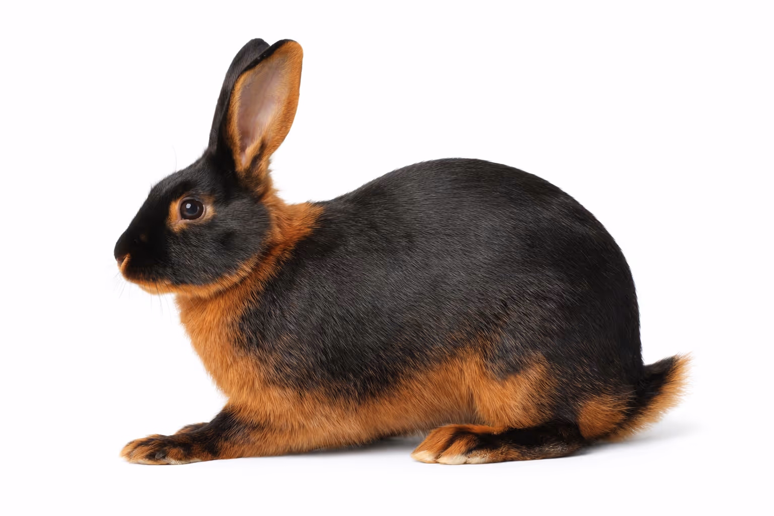 Black and tan DNA test konijn